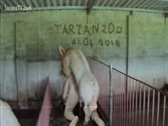 Boar pig with large balls and chap